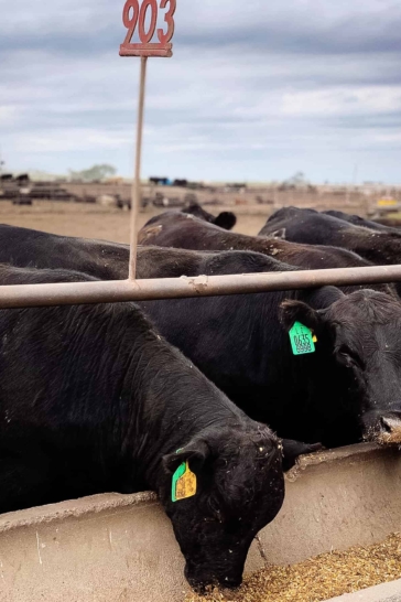 Beef cattle in a feed yard in Kansas