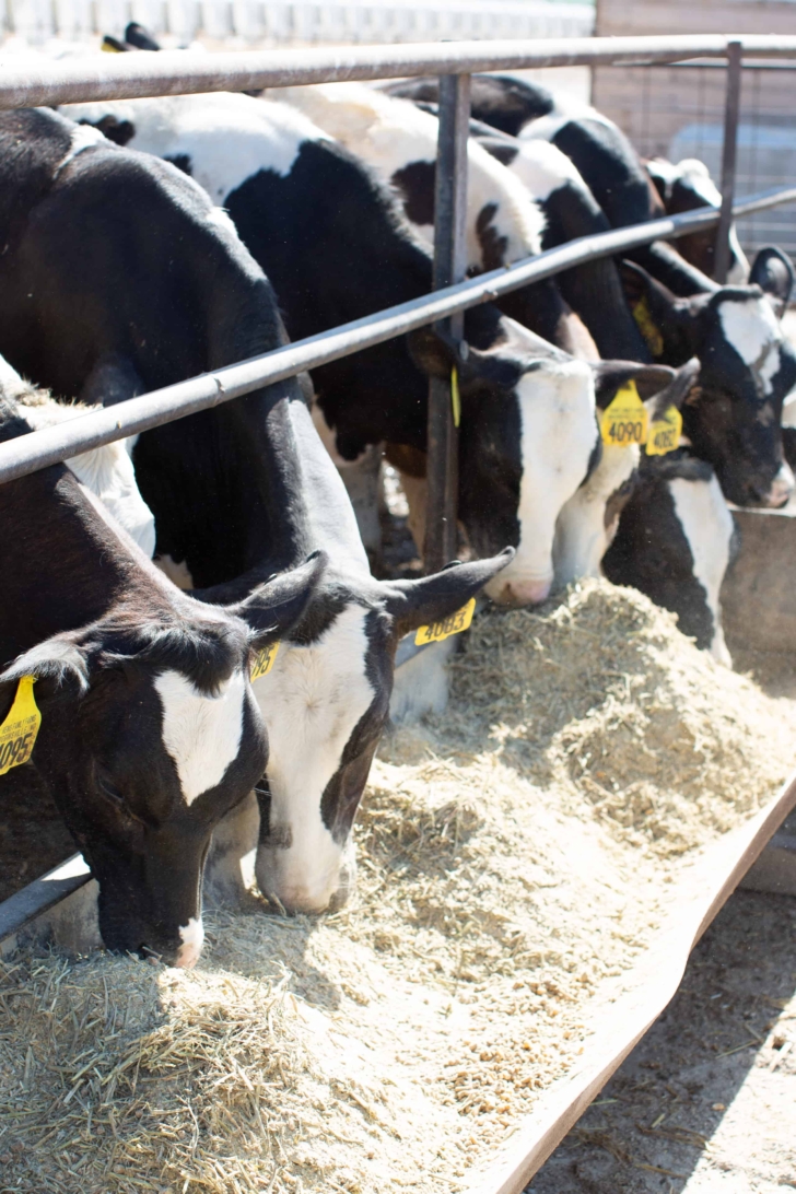 Dairy cows eat feed from a trough on a sunny day