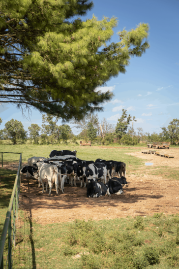 A small herd of black and white dairy cows rests in the shade in a pasture under a clear blue sky