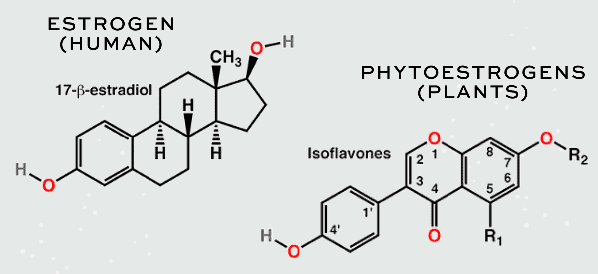 Graphic on a light sage green background, showing the chemical structure of human estrogen (left) compared to isoflavones, a type of phytoestrogen) on the right