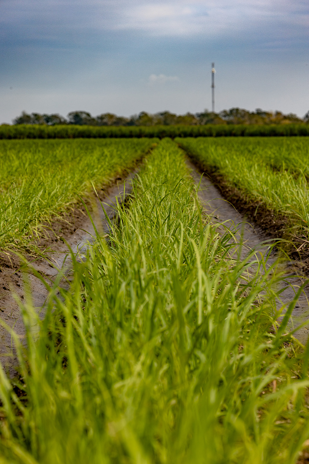 A view of a sugar cane field, showing the drainage ditches between each row and small, immature sugar cane plants