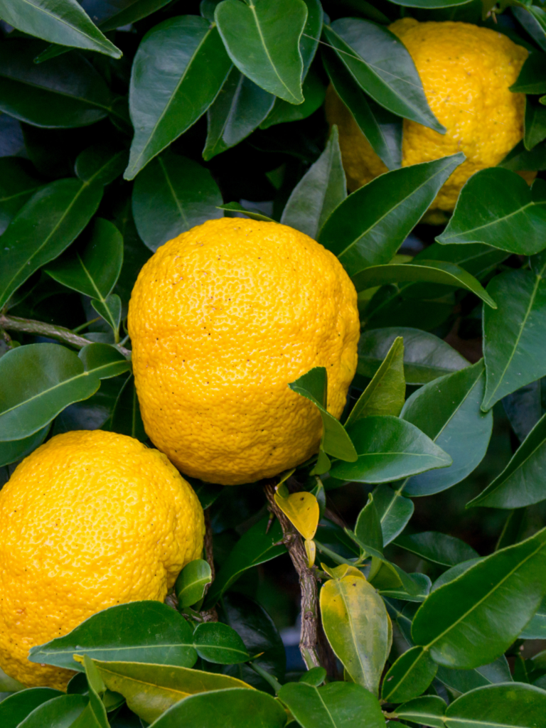 what-is-yuzu-and-how-is-it-used