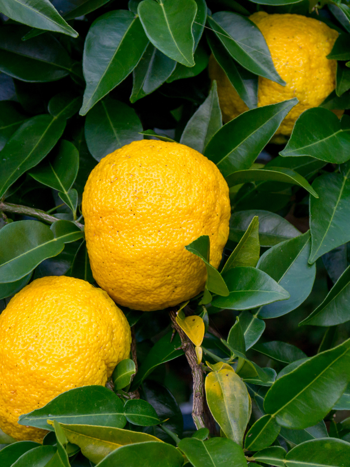 fresh green Yuzu