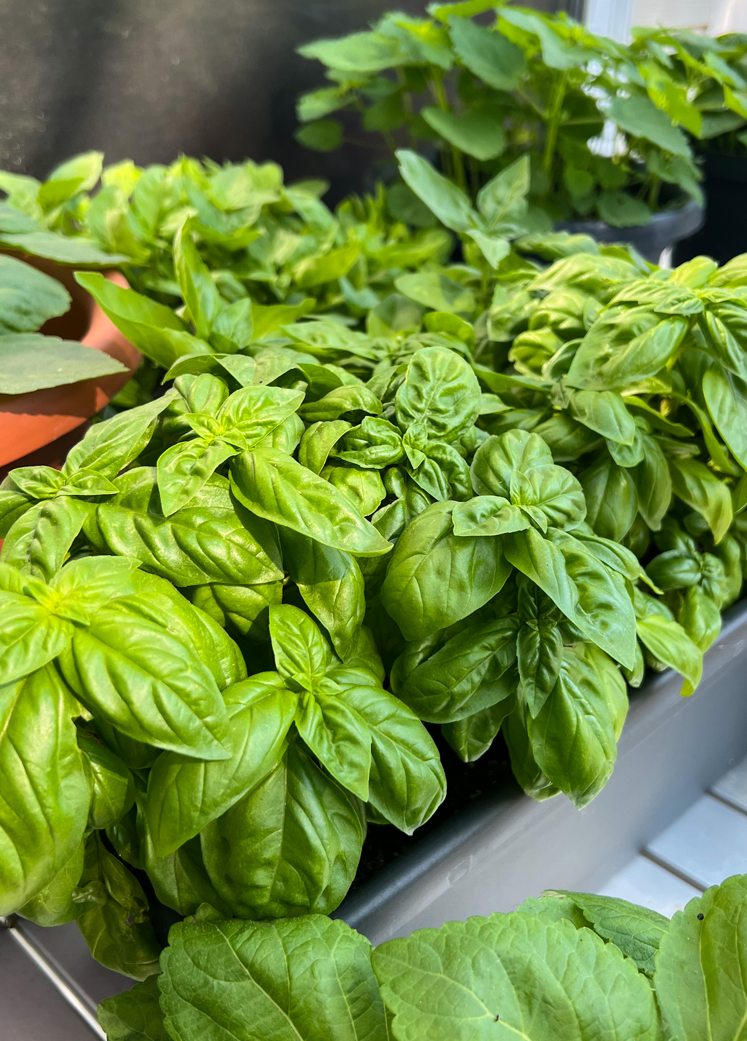 A close shot of fresh basil growing happily in a container in front of a screened window. The morning sunlight makes it appear vibrant green and lush